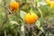 Ripe citron fruit on a branch in the garden. Harvest Concept