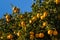 Ripe clementines on tree