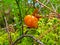 Ripe cloudberry close-up