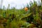 Ripe cloudberry grows on a swamp in Russia.