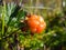 Ripe cloudberry grows in the tundra in natural conditions