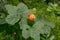 Ripe cloudberry, Rubus chamaemorus on plant