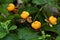 Ripe cloudberry in a swamp. Rubus chamaemorus.