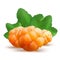 Ripe cloudberry vector illustration. Creeping raspberry