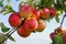 Ripe cluster of juicy red apples