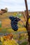 Ripe clusters of pinot meunier grapes in autuimn on champagne vineyards in village Hautvillers near Epernay, Champange, France