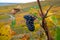 Ripe clusters of pinot meunier grapes in autuimn on champagne vineyards in village Hautvillers near Epernay, Champange, France