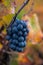 Ripe clusters of pinot meunier grapes in autuimn on champagne vineyards in village Hautvillers near Epernay, Champange, France