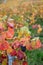 Ripe clusters of pinot meunier grapes in autuimn on champagne vineyards in village Hautvillers near Epernay, Champange, France