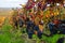 Ripe clusters of pinot meunier grapes in autuimn on champagne vineyards in village Hautvillers near Epernay, Champange, France