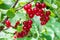 Ripe clusters of red currant berries on the branches.