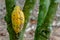 Ripe cocoa fruit on the tree