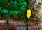 Ripe cocoa pod hanging on tree in plantation garden