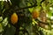 Almost ripe cocoa tree fruit on a branch