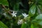 Ripe coffee seeds and white flowers in a tree at the plantation in high altitude of Panama, where different types of coffee such