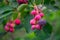 Ripe, colorful berries of a shadberry on a bush