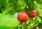 Ripe Colorful Pomegranate Fruit on Tree Branch