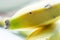 Ripe Colorful Yellow Bananas on Window Sill of Kitchen in Morning Sunlight. Cozy Atmosphere. Copy Space for Text. Healthy Diet