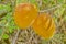 Ripe Common Mangoes Hanging From Tree