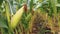 Ripe corn close up in the field