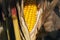 ripe corn cob