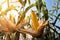 Ripe corn on the cob in a field