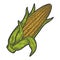 Ripe corn cob with leaves ear of corn hand. Color sketch scratch board imitation.