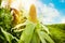 Ripe corn cob near sunlit field under sky with clouds