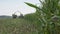 Ripe corn cob plants and blurred combine harvester harvest farm plantation. 4K