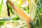 Ripe corn cob on tree wait for harvest in corn field agriculture - Fresh corn on the cob stalk in field