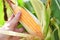 Ripe corn cob on tree wait for harvest in corn field agriculture - Fresh corn on the cob stalk in field