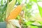 Ripe corn cob on tree wait for harvest in corn field agriculture - Fresh corn on the cob stalk in field