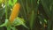 Ripe Corn Ear in Agricultural Cultivated Field in Harvest Season ready for picking, Steady full HD 1920x1080 footage