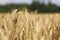 Ripe corn ears in summer field