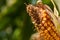 Ripe corn in the field.Nature