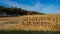 Ripe corn field in October. Autumn season in the village