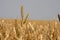 Ripe corn in field ready to harvest.