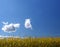 Ripe corn field under sky