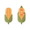 Ripe corn flat icons. Autumn harvest