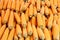 Ripe corn - food background