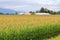 Ripe Corn Ready for September Harvest