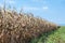 Ripe corn standing in the field