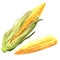 Ripe corncob with leaf and sweet corn ears, young corn, vegetable, healthy food, isolated, hand drawn watercolor