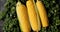 Ripe corncobs on green salad leaves