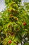 Ripe cornelian cherries