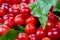 Ripe cornelian cherry