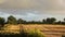 A ripe cornfield in the evening light