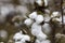 Ripe cotton boll on defoliated plant to the right