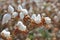 Ripe cotton bolls on branch