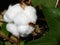 Ripe cotton seed pods on the cotton plant